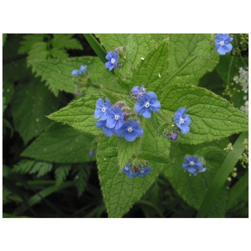 Pentaglottis sempervirens - Alkanet