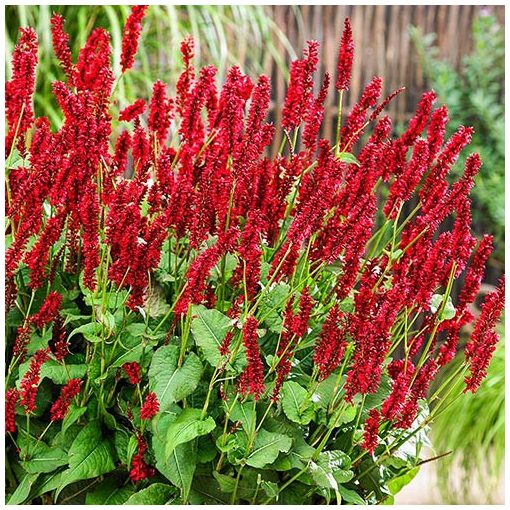 Persicaria amplexicaulis Bonfire - Keserűfű