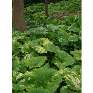 Petasites japonicus Nishiki-Buki - Acsalapu