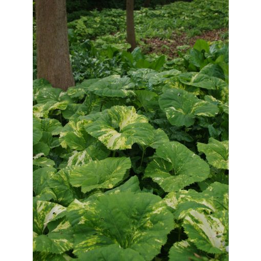 Petasites japonicus Nishiki-Buki - Acsalapu