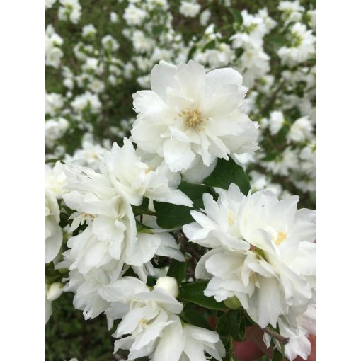 Philadelphus Pearl of Parfume - Közönséges jezsámen