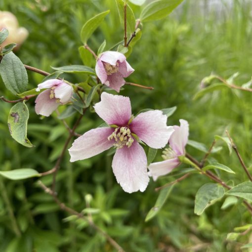 Philadelphus Petite Perfume Pink - Közönséges jezsámen