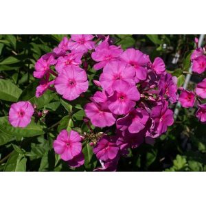 Phlox amplifolia Winnetou - Nagylevelű lángvirág