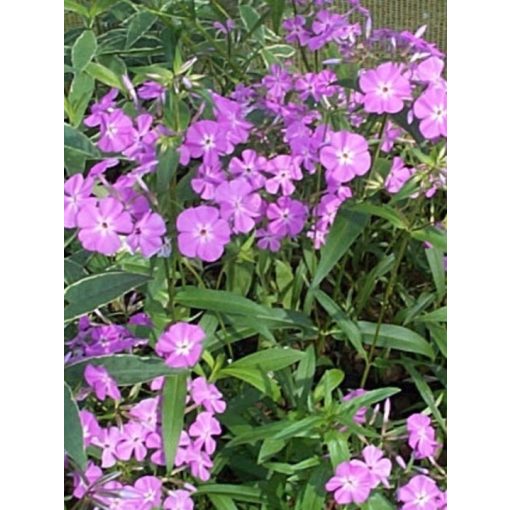 Phlox carolina Bill Baker - Lángvirág