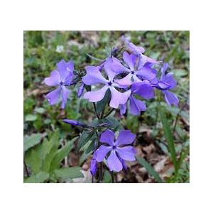 Phlox divaricata - Erdei lángvirág