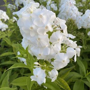 Phlox divaricata White Admiral - Erdei lángvirág