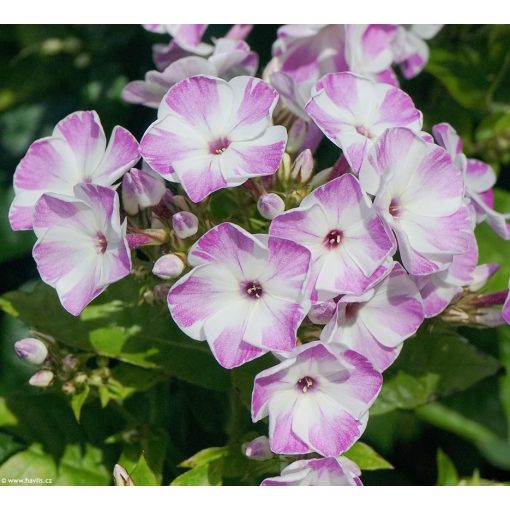 Phlox paniculata Lilac Star Flame - Bugás lángvirág