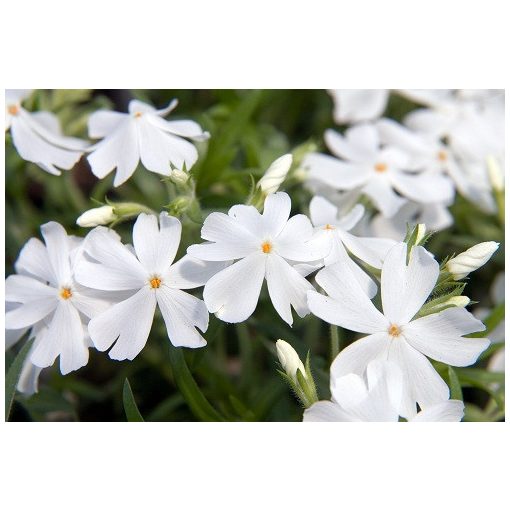 Phlox subulata Calvides White - Árlevelű lángvirág