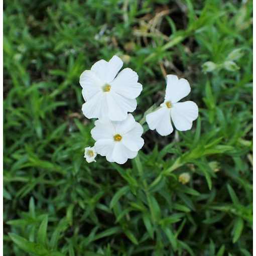 Phlox subulata Maischnee - Árlevelű lángvirág