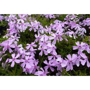 Phlox subulata Moerheimii - Árlevelű lángvirág