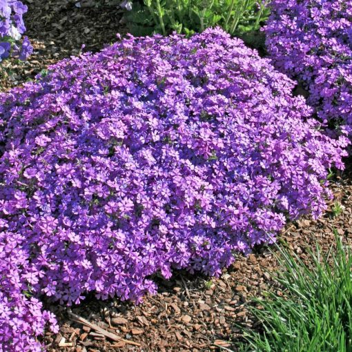 Phlox subulata Purple Beauty - Árlevelű lángvirág