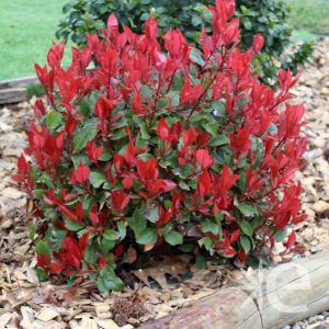 Photinia fraseri Little Red Robin - Korallberkenye