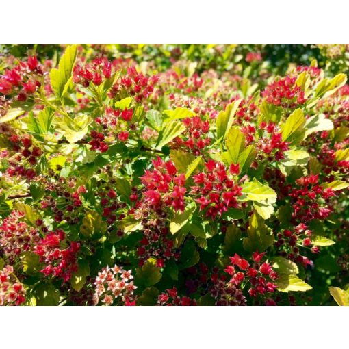 Physocarpus opulifolius Raspberry Lemonade - Bangitalevelű hólyagvessző