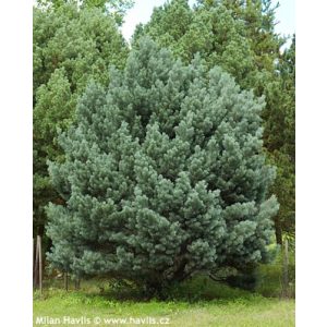 Pinus sylvestris Watereri