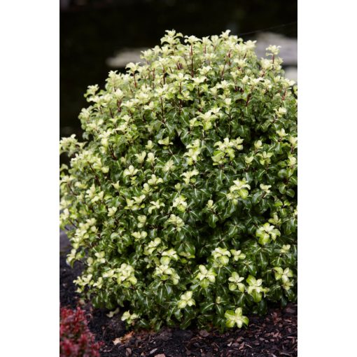 Pittosporum tenuifolium Gold Star - Kínai enyvesmag