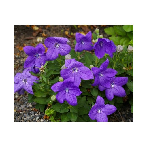 Platycodon grandiflorus Hakone Blue - Léggömbvirág