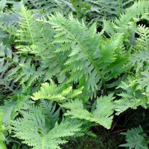 Polypodium cambricum Oakleyae - Édesgyökerű páfrány