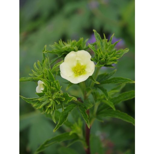 Potentilla recta Sulphurea - Pimpó