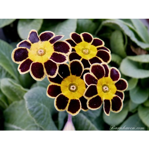 Primula Gold Lace - Kankalin