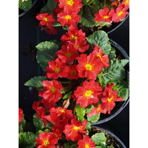 Primula japonica Wanda Tomato Red - Japán kankalin