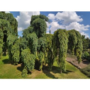   Pseudotsuga menziesii Glauca Pendula - Amerikai duglászfenyő