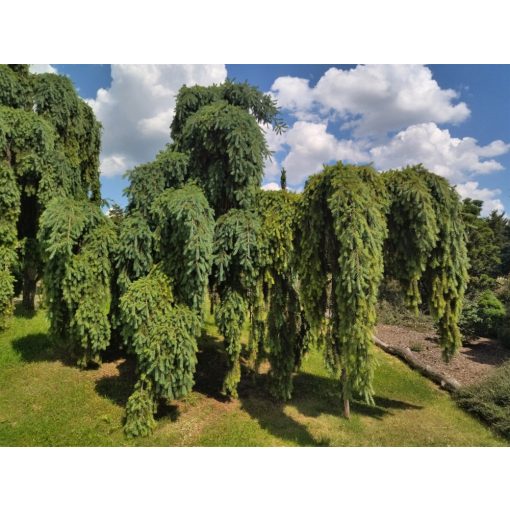 Pseudotsuga menziesii Glauca Pendula - Amerikai duglászfenyő