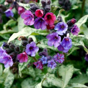 Pulmonaria Silver Scimitar - Tüdőfű