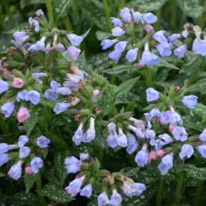 Pulmonaria Twinkle Toes - Tüdőfű