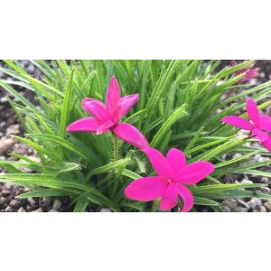 Rhodohypoxis baurii