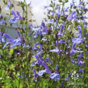 Salvia African Sky