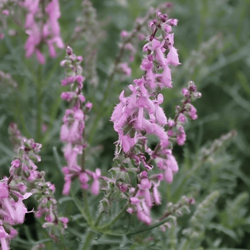 Salvia jurisicii Rosea - Őszi zsálya