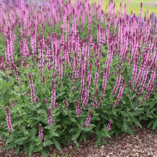 Salvia nemorosa Caradonna Pink Inspiration - Ligeti zsálya