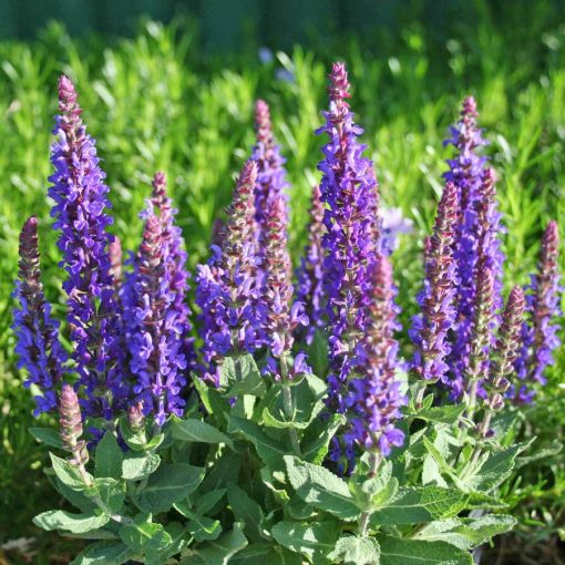 Salvia nemorosa Sensation Compact Deep Blue - Ligeti zsálya