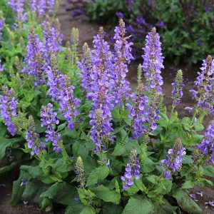 Salvia nemorosa Sky Blue Marvel - Ligeti zsálya