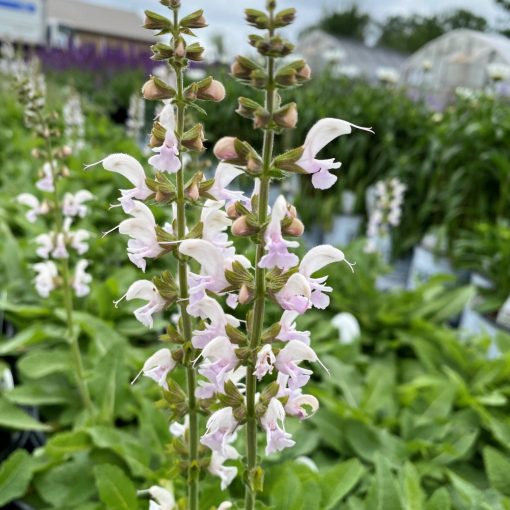 Salvia nemorosa Snow Kiss - Ligeti zsálya