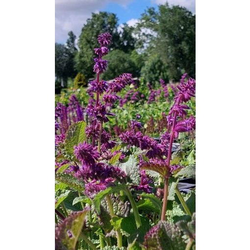 Salvia verticillata Smouldering Torches - Lózsálya