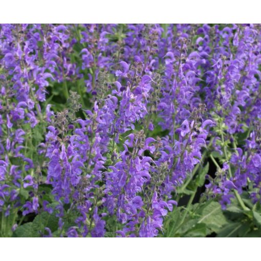 Salvia x sylvestris Rhapsody in Blue - Erdei zsálya