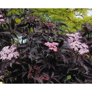 Sambucus Black Beauty - Bodza