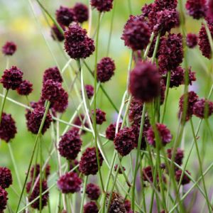 Sanguisorba Choclat Tipp - Vérfű