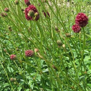   Sanguisorba officinalis Mornings Select TM (Morhowi) - Vérfű