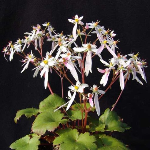 Saxifraga cortusifolia Sybyll Trelawney - Kőtörőfű