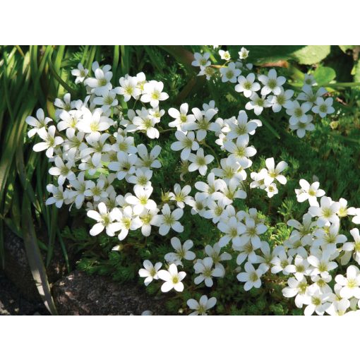 Saxifraga arendsii Pixie White - Kőtörőfű