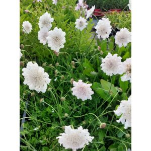 Scabiosa columbaria Kudo White - Galambszínű ördögszem