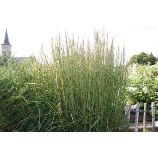 Schizachyrium scoparium Cairo - Szakállfű