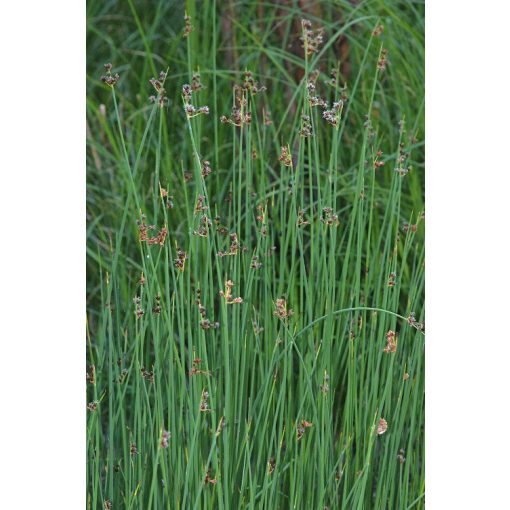 Scirpus tabernaemontani - Erdeikáka