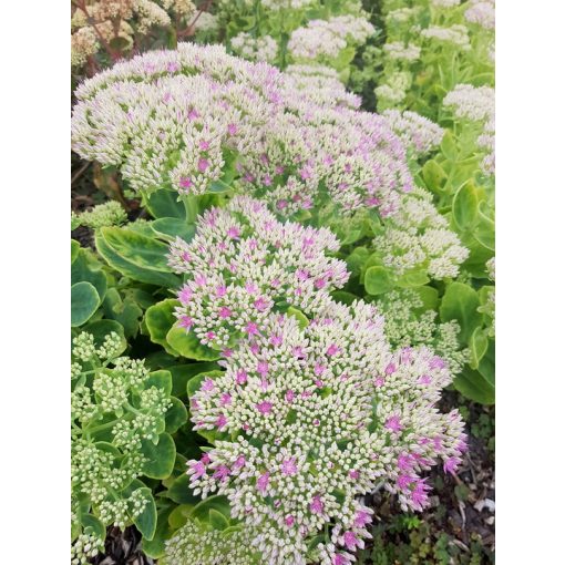 Sedum spectabile Abendrot - Pompás varjúháj