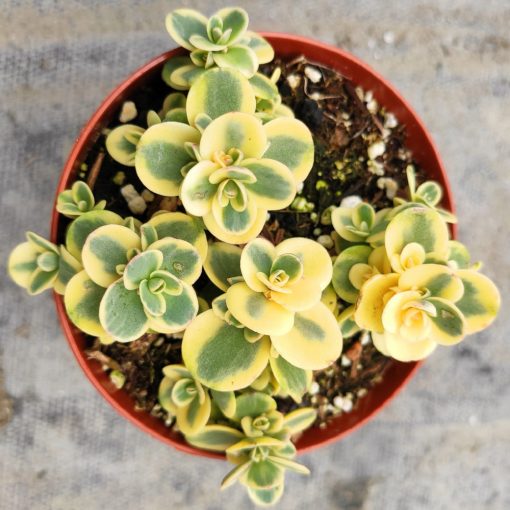 Sedum Sunsparkler Lime Twister - Varjúháj