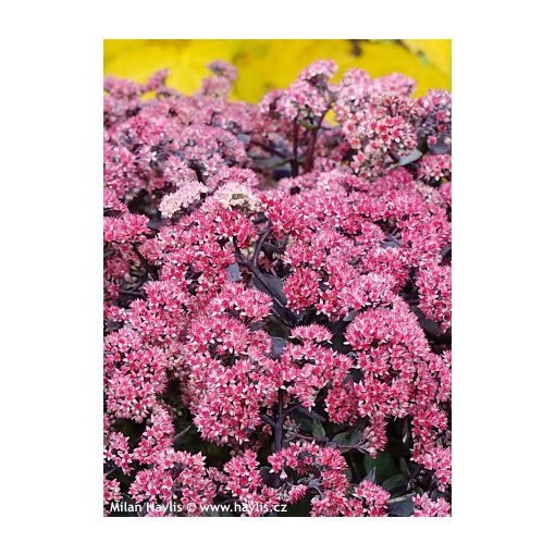 Sedum telephium Seduction Rose Soiree - Kárpáti varjúháj