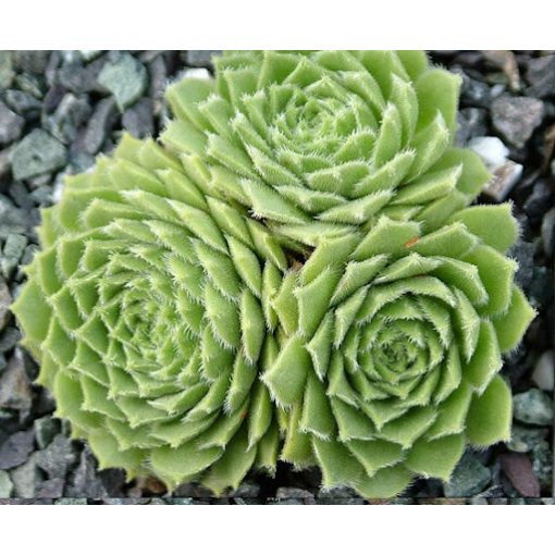 Sempervivum Godaert - Kövirózsa