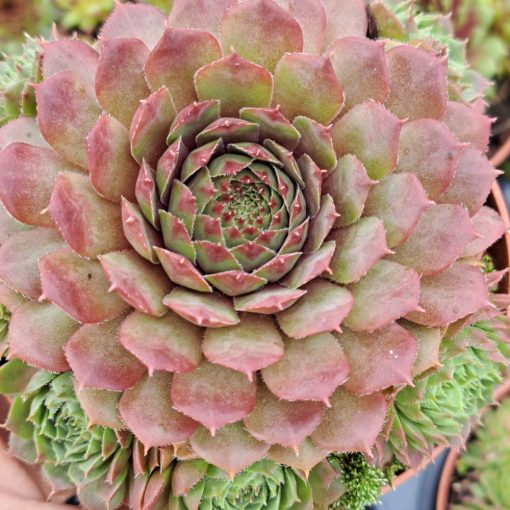 Sempervivum Santus - Kövirózsa